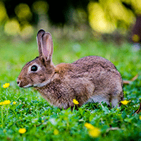 Rabbit Proofing
