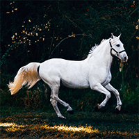 Horse Fencing