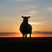 Mixed Grazing